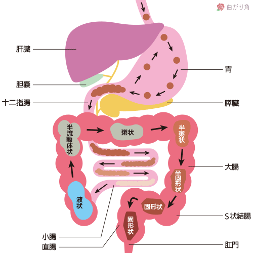 腸の仕組み